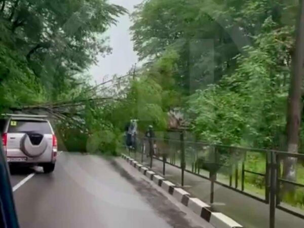 Дерево упало на трассе в селе Волковка в Сочи