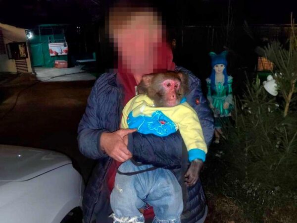 Сочи готовится к избавлению от фотографов-живодеров