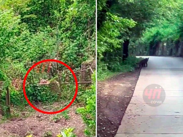 Медведица с медвежатами появилась в Верхнем Юрте