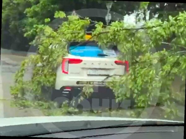 Дерево упало на автомобиль в Сочи после ливня