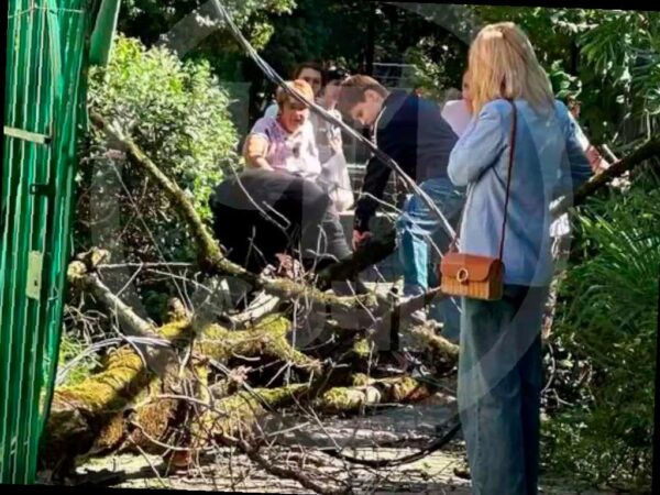 В Сочи женщину чуть не задело упавшим деревом