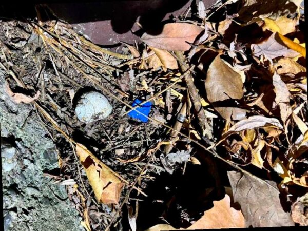 В Сочи задержали наркокурьера из Ростова