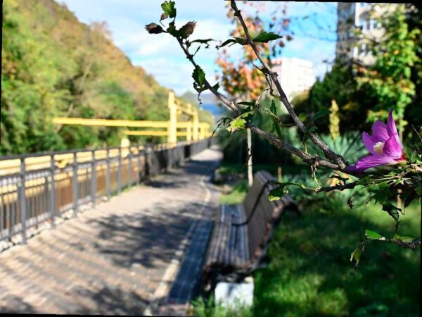 В Лазаревском районе Сочи создадут новую прогулочную аллею