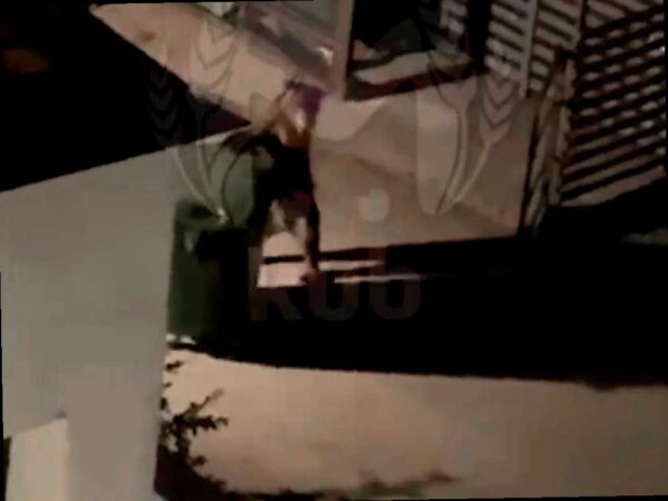 Ночью в Сочи медведь «угнал» мусорный контейнер