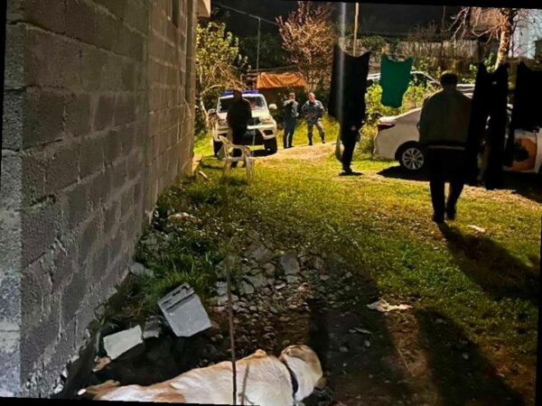 Алабай в Сочи атаковал двух детей