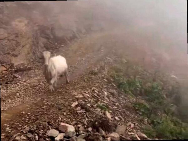 Дикая корова пришла в гости к туристам в Сочи