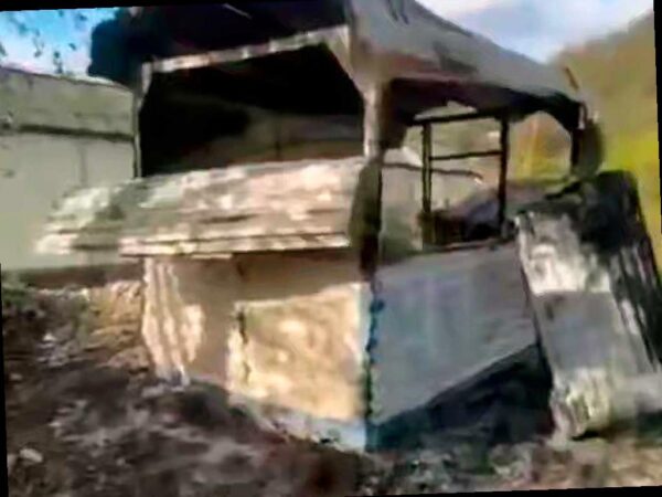 В Сочи неизвестные зажгли двух собак