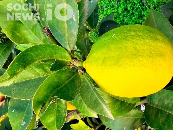 В Сочи обнаружена крупнейшая за последние годы вспышка средиземноморской плодовой мухи