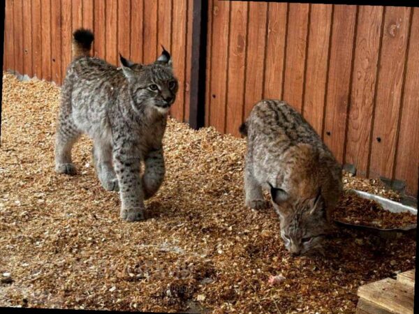 В вольерном комплексе «Лаура» Кавказского заповедника появились два молодых рыся. Малыши, родившиеся в Подмосковье, были приобретены заповедником и теперь осваиваются на новом месте, становясь любимцами сотрудников.