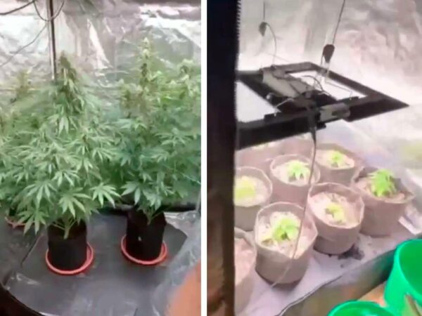 Приезжий в Сочи выращивал коноплю в арендованной квартире