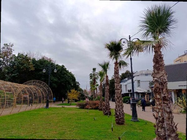 В Сочи готовят пальмы и экзотические растения к зиме