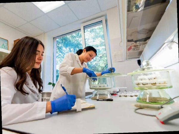 Ученые создали морозостойкие генотипы чая в Сочи