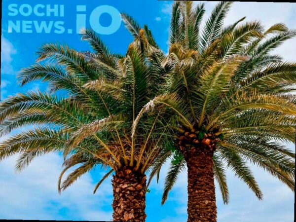 Предложение о создании федеральной комиссии для защиты пальм в Сочи