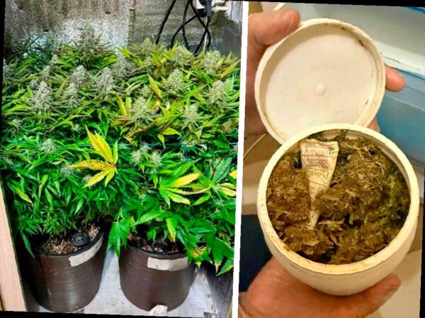 Житель Сочи выращивал коноплю в своей квартире