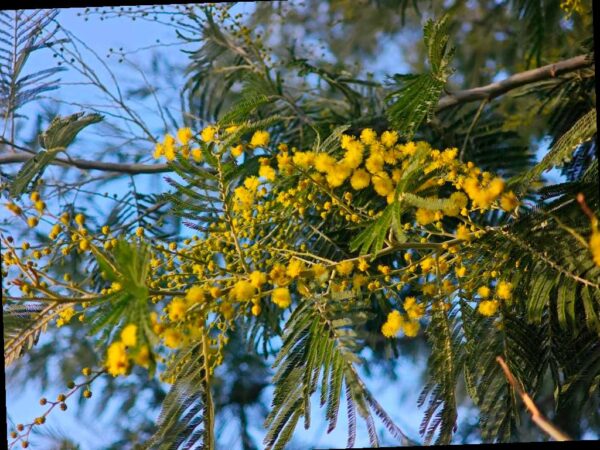 В парке «Дендрарий» в Сочи наступило время цветения мимозы