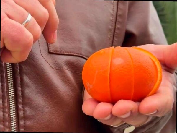 В Абхазии появился новый сорт цитрусовых — миннеола