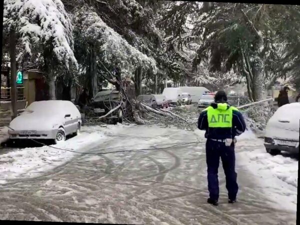 Сильный снегопад повалил дерево в Сочи