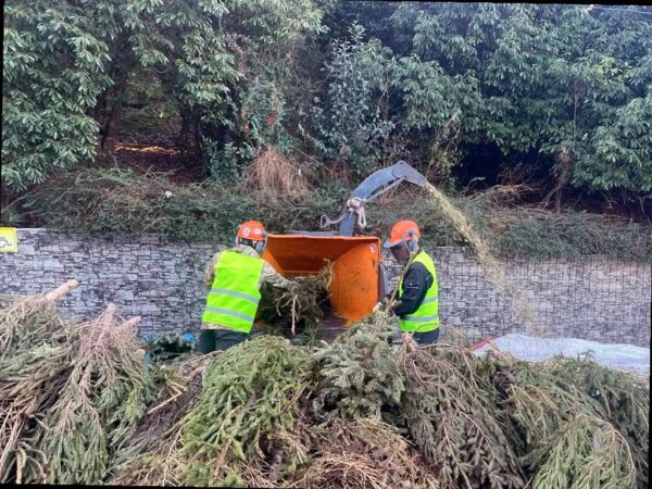 Сочинцы могут отдать новогодние елки на переработку