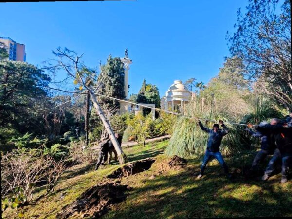 Сочинский Дендрарий спасает уникальную гималайскую сосну
