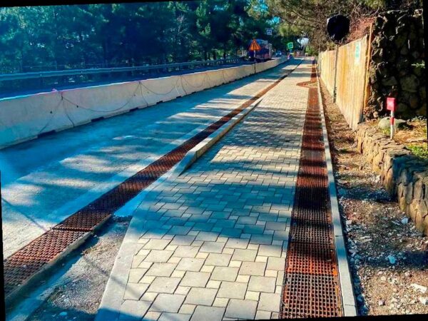 На трассе «Джубга — Сочи» посадили 273 реликтовые деревья