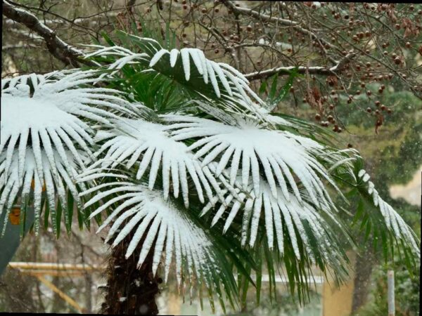 В предгорьях и горах Сочи прогнозируют снег и гололед